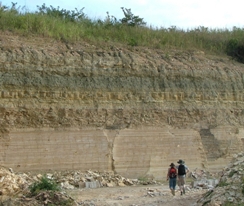 Fig. 3. The Nova Olinda Member limestone (laminated unit at base of quarry face). This is one of the most productive horizons for Mesozoic insects anywhere in the world.